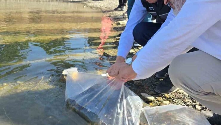 Bilecik’te gölet ve barajlara 512 bin sazan yavrusu salındı