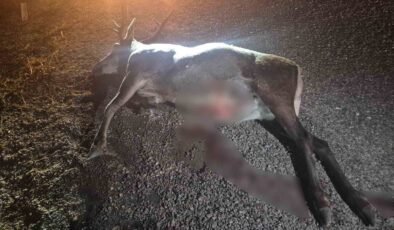 Bilecik’te otomobilin çarptığı geyik telef oldu