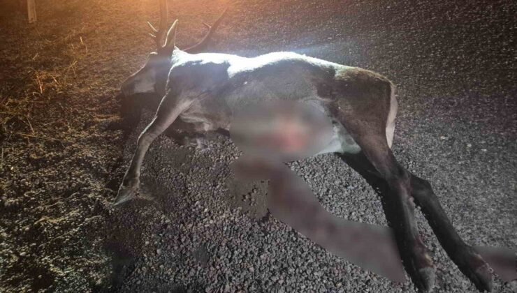 Bilecik’te otomobilin çarptığı geyik telef oldu