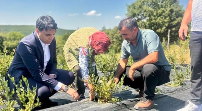 Bilecik’te yaban mersini hasadı yerinde incelendi