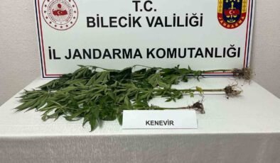 Bilecik’te yasadışı kenevir ekimi ortaya çıkarıldı