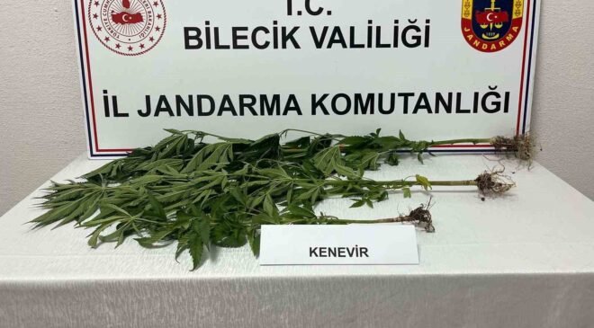 Bilecik’te yasadışı kenevir ekimi ortaya çıkarıldı
