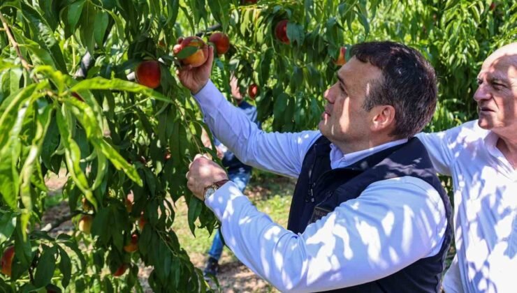 Bu nektarinin tamamı yurtdışına gönderiliyor