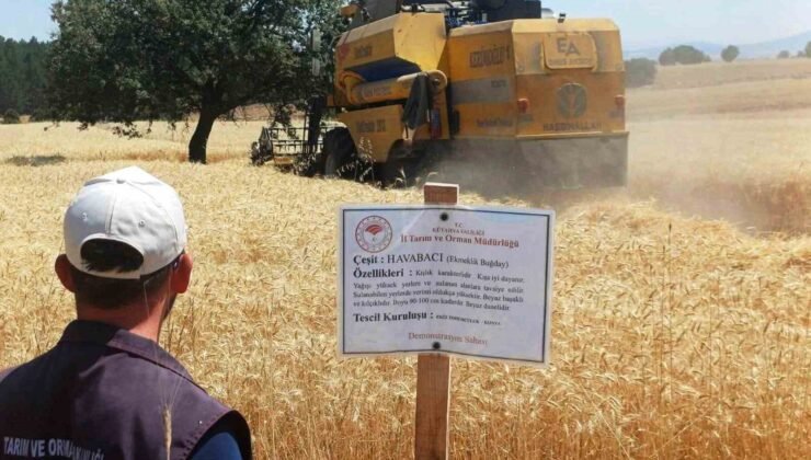 Çavdarhisar’da yerli ve milli arpa ile buğday çeşitlerinin hasadı yapıldı