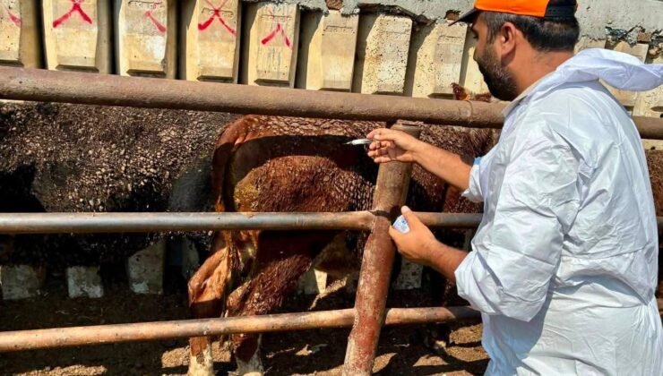 Çay’da ithal besilik hayvanlara sağlık kontrolü