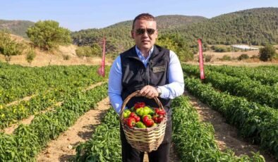 Coğrafi işaretli Kamber Biberi’nde hasat başladı