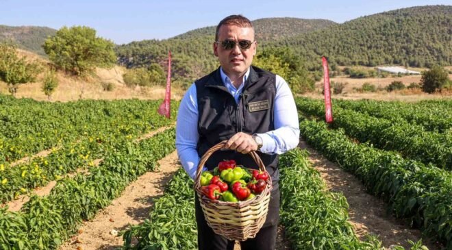 Coğrafi işaretli Kamber Biberi’nde hasat başladı