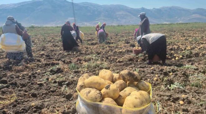 Çölovası’nda patates hasadı sürüyor