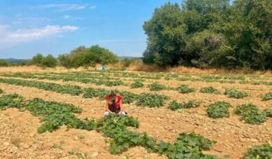Dazkırı’da alternatif ürünler için saha çalışması