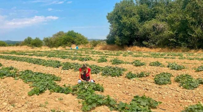 Dazkırı’da alternatif ürünler için saha çalışması