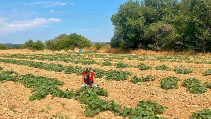 Dazkırı’da alternatif ürünler için saha çalışması