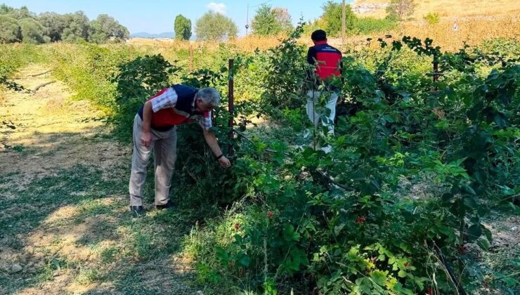 Dumlupınar Selkisaray Köyü’nde böğürtlen üretim alanı kontrol edildi