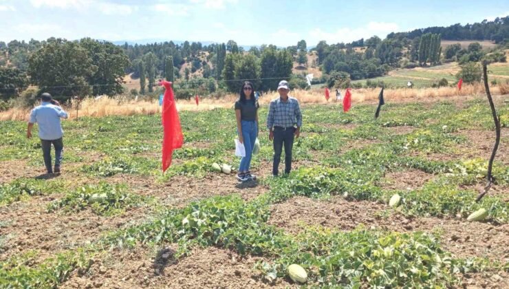 Emet Göncek köyünde organik kavun üretim alanları denetlendi