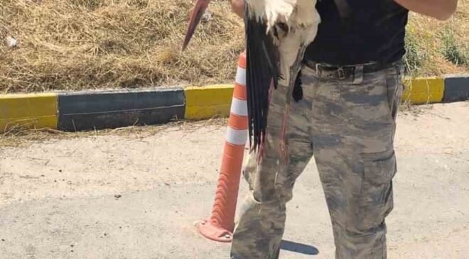 Eskişehir Büyükşehir Belediyesi çöplüğünde bacağı kırık halde bulunan leylek 4 gündür yardım bekliyor