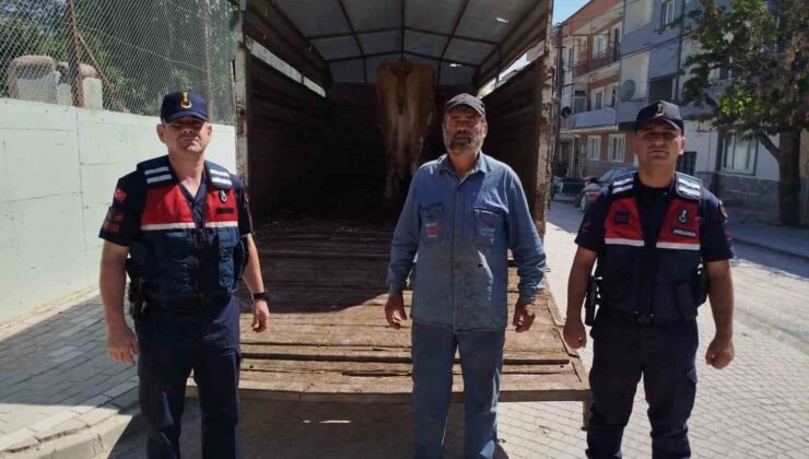 Eskişehir’de çalınan büyükbaş hayvanlardan biri Bilecik’te bulundu