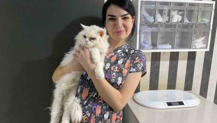 Evcil hayvanlarınızı evde tek bırakırken dikkat