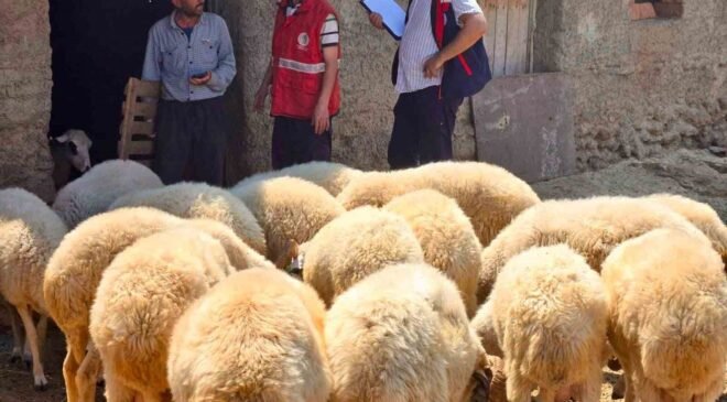 Halk elinde küçükbaş ıslah projelerinde koyun tespit çalışmaları devam ediyor