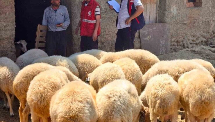 Halk elinde küçükbaş ıslah projelerinde koyun tespit çalışmaları devam ediyor