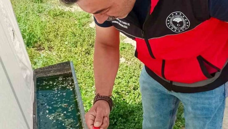 Haziran böceğiyle mücadele sürüyor