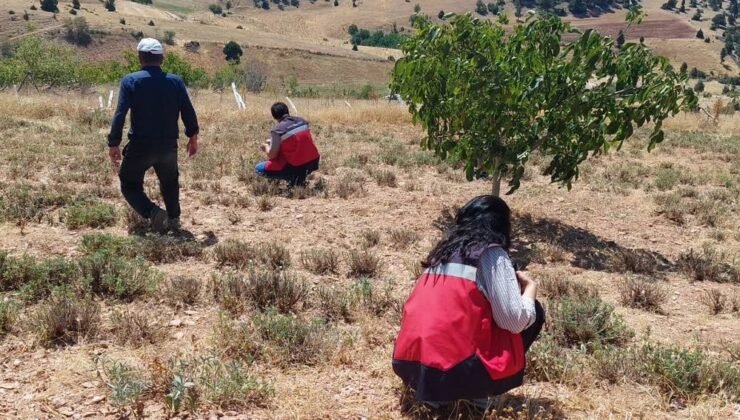 Hisarcık Karbasan köyünde organik adaçayı üretim alanları denetlendi