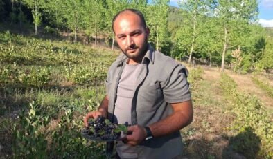 Hisarcık’ta aronya hasadı başladı