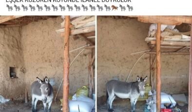 Kırsal mahalledeki başıboş eşek merak konusu