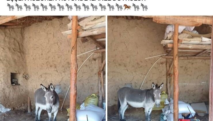 Kırsal mahalledeki başıboş eşek merak konusu