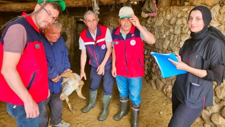 Küçükbaş hayvan ıslahı projesi devam ediyor