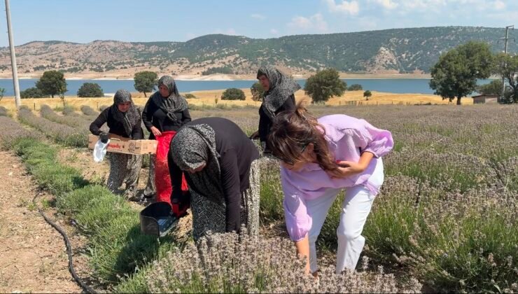 Kütahya’da 5 yıllık lavanta emeğinin hasadı kadınlara umut oldu