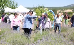Lavanta bahçesinde hasat coşkusu