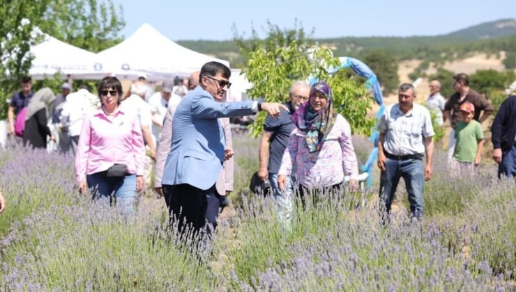 Lavanta bahçesinde hasat coşkusu