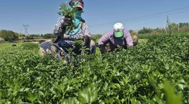 Maydanoz tarlasının emekçi kadınları