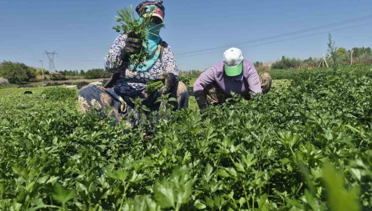 Maydanoz tarlasının emekçi kadınları