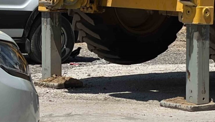 Minibüs altında serinleyen saksağan kamerada
