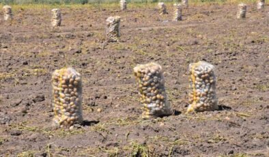 Patates üretiminde Türkiye’nin lokomotiflerinden Sandıklı’da hasat dönemi başladı
