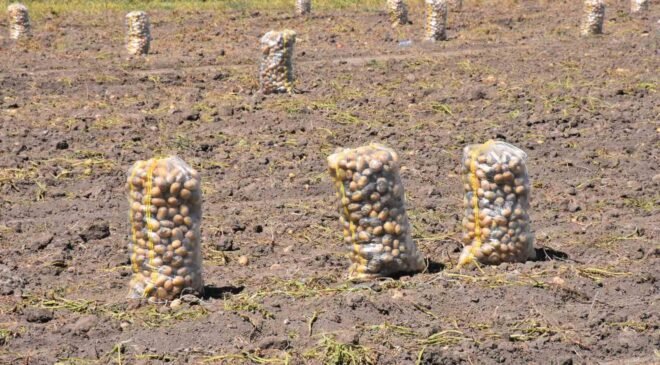 Patates üretiminde Türkiye’nin lokomotiflerinden Sandıklı’da hasat dönemi başladı