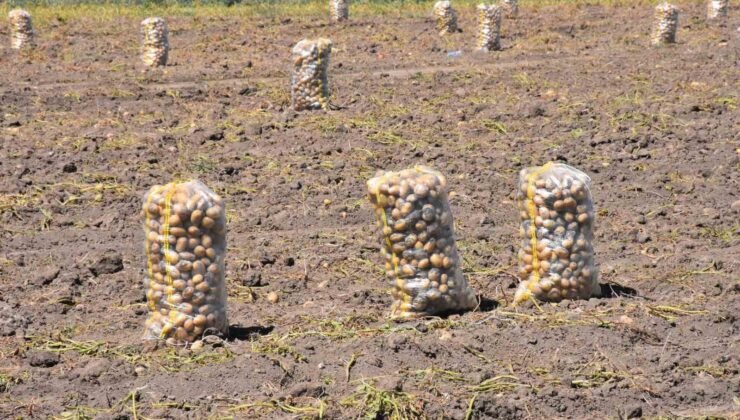 Patates üretiminde Türkiye’nin lokomotiflerinden Sandıklı’da hasat dönemi başladı
