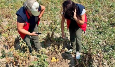 Patates üretiminde verimin arttırılması için kontroller sürüyor