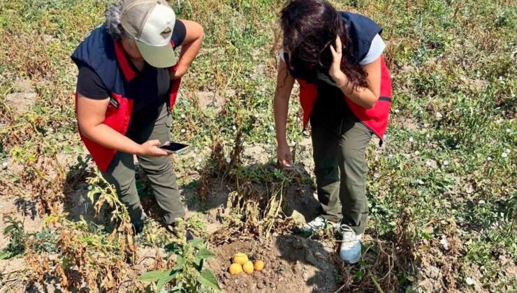 Patates üretiminde verimin arttırılması için kontroller sürüyor