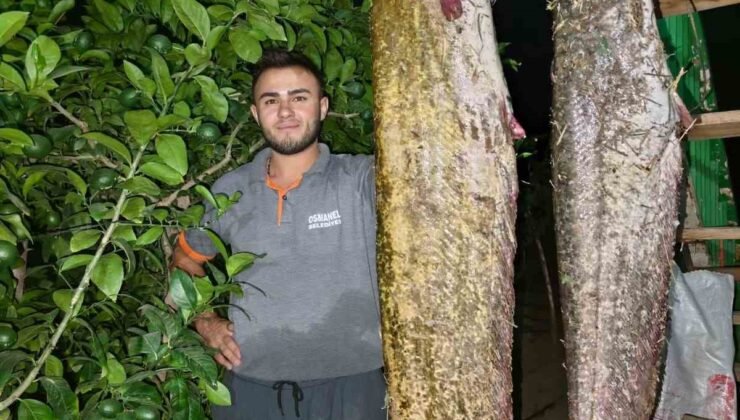 Sakarya Nehri’nden 34 kiloluk dev yayın çıktı