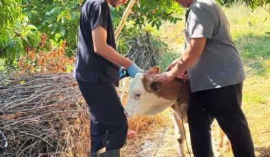 Şaphane’de büyükbaş hayvanlara kimliklendirme çalışması