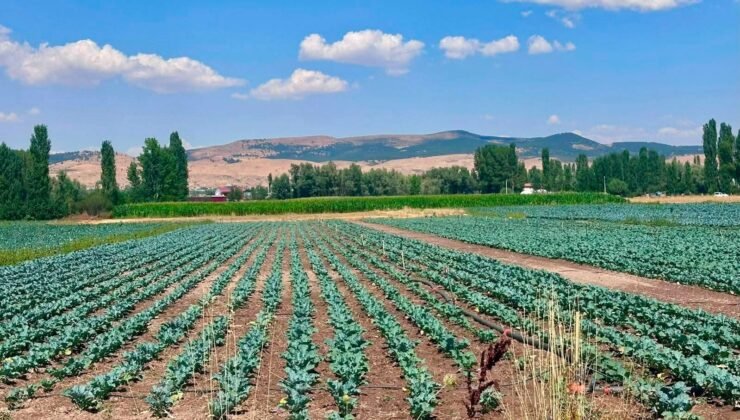 Sinanpaşa’da brokoli üretim alanlarında tarla kontrolleri gerçekleştirildi