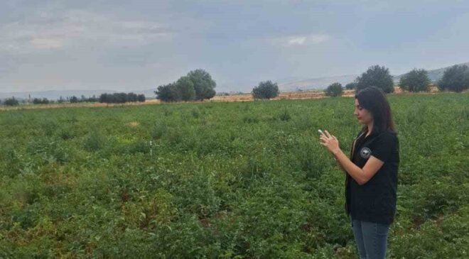 Şuhut’ta patates üretim alanlarında saha kontrolleri sürüyor