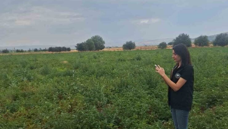 Şuhut’ta patates üretim alanlarında saha kontrolleri sürüyor