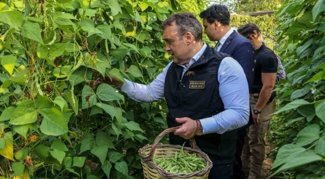 Tescilli Pazaryeri Boncuk Fasulyesi’nde hasat sezonu başladı