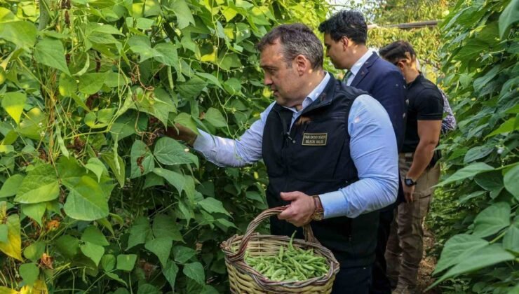 Tescilli Pazaryeri Boncuk Fasulyesi’nde hasat sezonu başladı