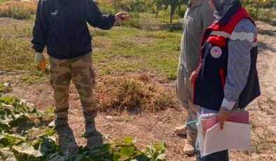 Turşuluk salatalık üretim alanlarında tarım ilacı kontrolleri sürüyor