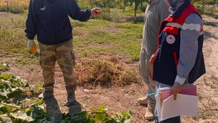 Turşuluk salatalık üretim alanlarında tarım ilacı kontrolleri sürüyor