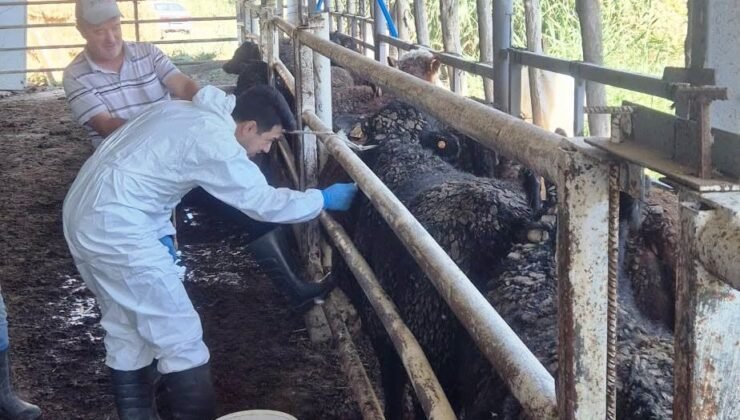 Uruguay’dan getirilen besilik sığırlar Simav’da kontrolden geçiyor
