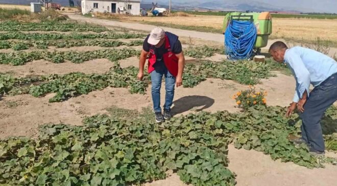 Ürün verim ve rekolte tahmin çalışmaları sürüyor